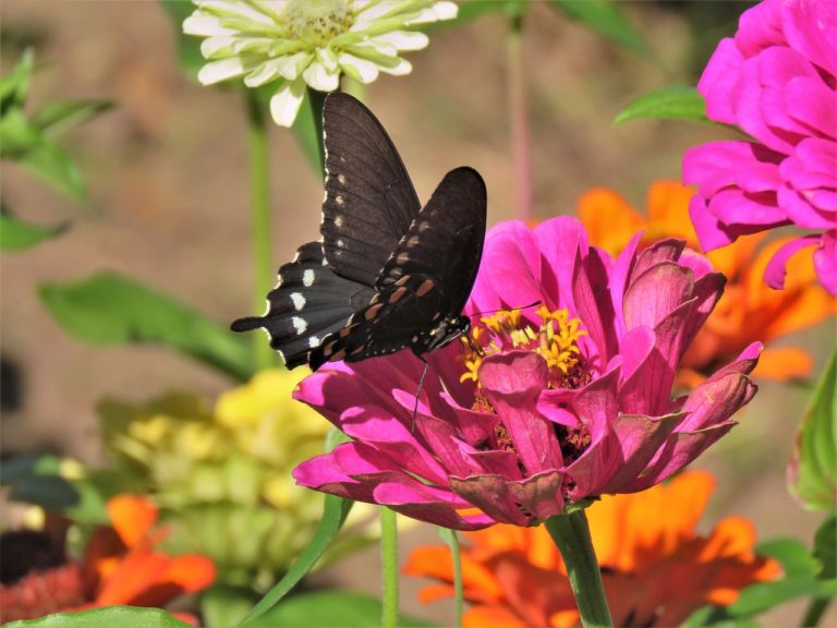 butterfly, black and white, pink flower